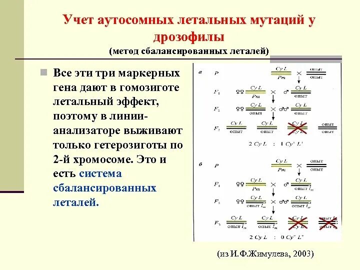 Выявление геномной мутации. Методы учета мутаций. методы выявления геномных мутаций. летальные мутации примеры. летальные мутации примеры у человека.