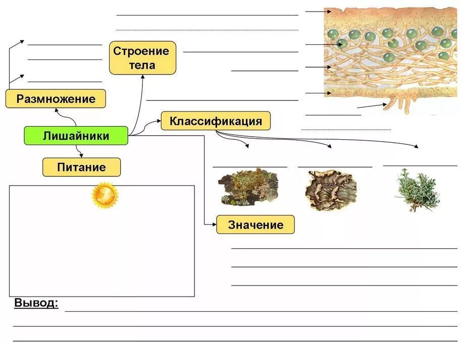 Схема классификация лишайников. Схема строения лишайника. Размножение лишайников схема. Лишайники опорная схема.