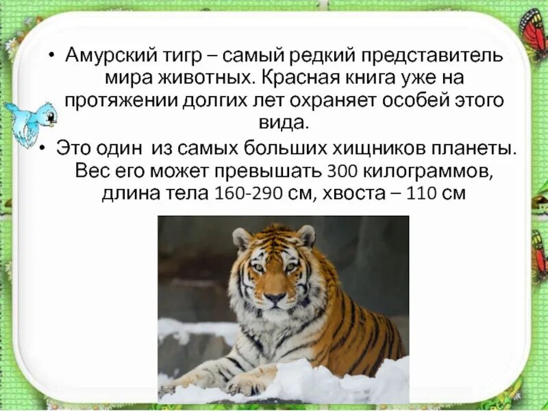 Особенности строения тигра связанные со средой обитания. Амурский тигр красная книга краткое описание. амурский тигр красная книга краткое описание 3. амурский тигр презентация. рассказ про амурского тигра.