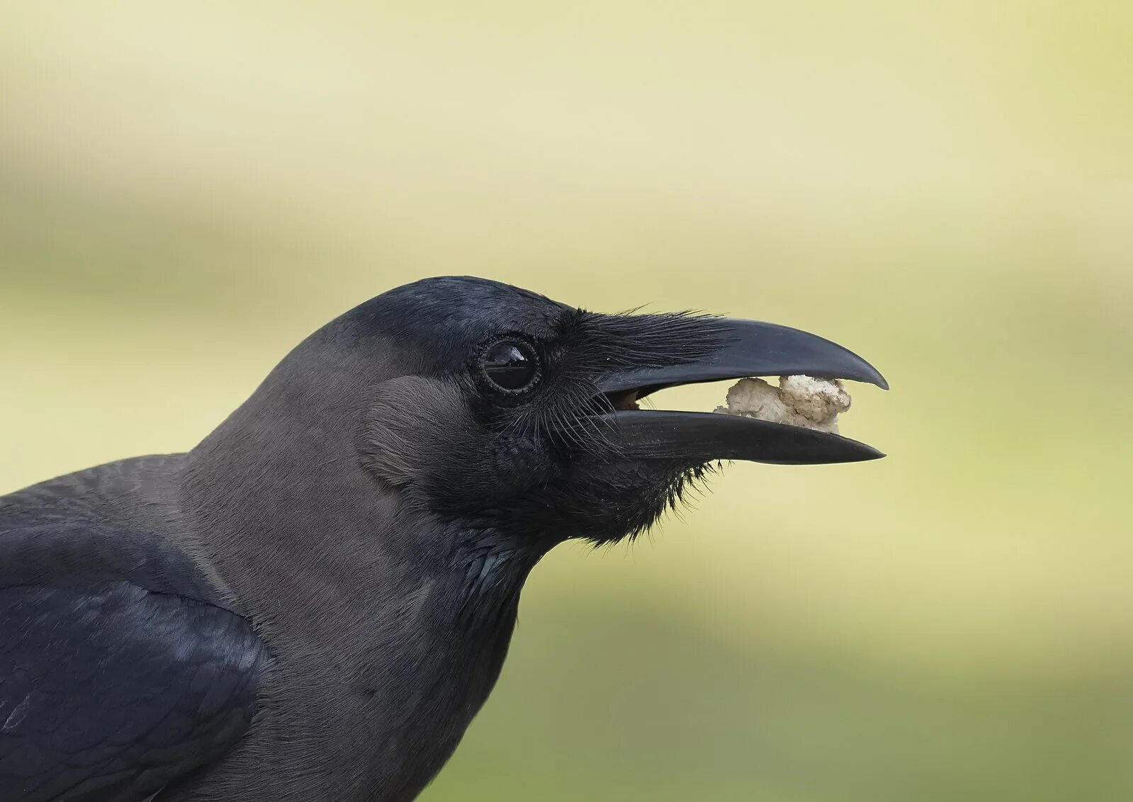 Ворон стоит. Corvus splendens. домашняя ворона. домашний ворон. домовая ворона.