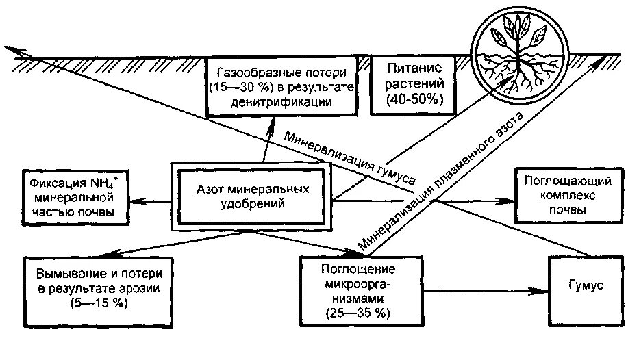 Превращение соединений азота. Схема превращения азота в почве. Схема азотистые соединения в почве. Превращение соединений азота в почве схема. Превращение азотных удобрений в почве.