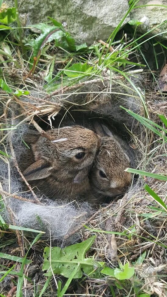 Зайчата в лесу. Заяц с зайчонком. Заяц в лесу. Зайчата в гнезде.
