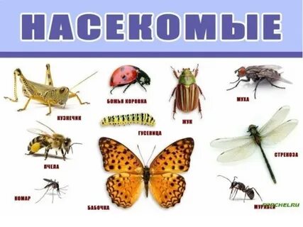 Назови п