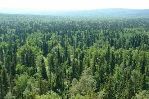 Хвойные леса евразия