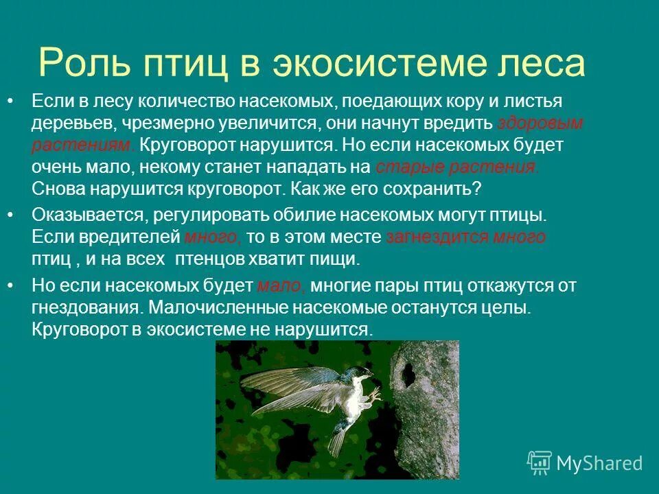 У каких животных при чрезмерном увеличении численности. У каких животных при чрезмерном увеличении численности