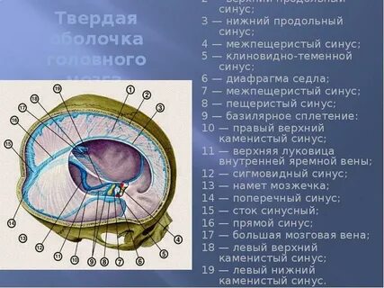 Сагиттальный синус
