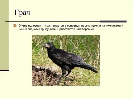 Грачи какая птица