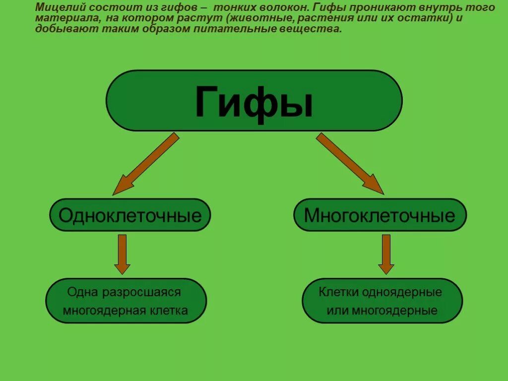Мицелий определение. Гифа это в биологии. мицелий состоит из. мицелий состоит из гиф. гифы гриба это в биологии.