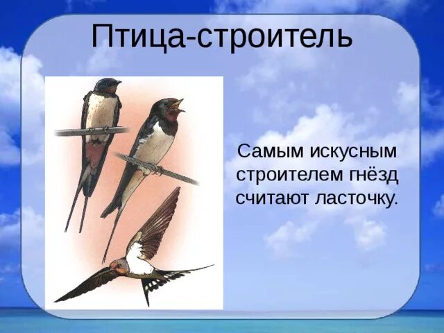 Презентация день птиц 2 класс. Птицы искусные строители. Птица Строитель. Ласточка Строитель. Факты о Ласточках.