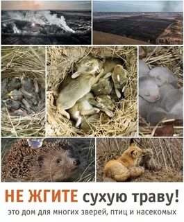 Пала животное