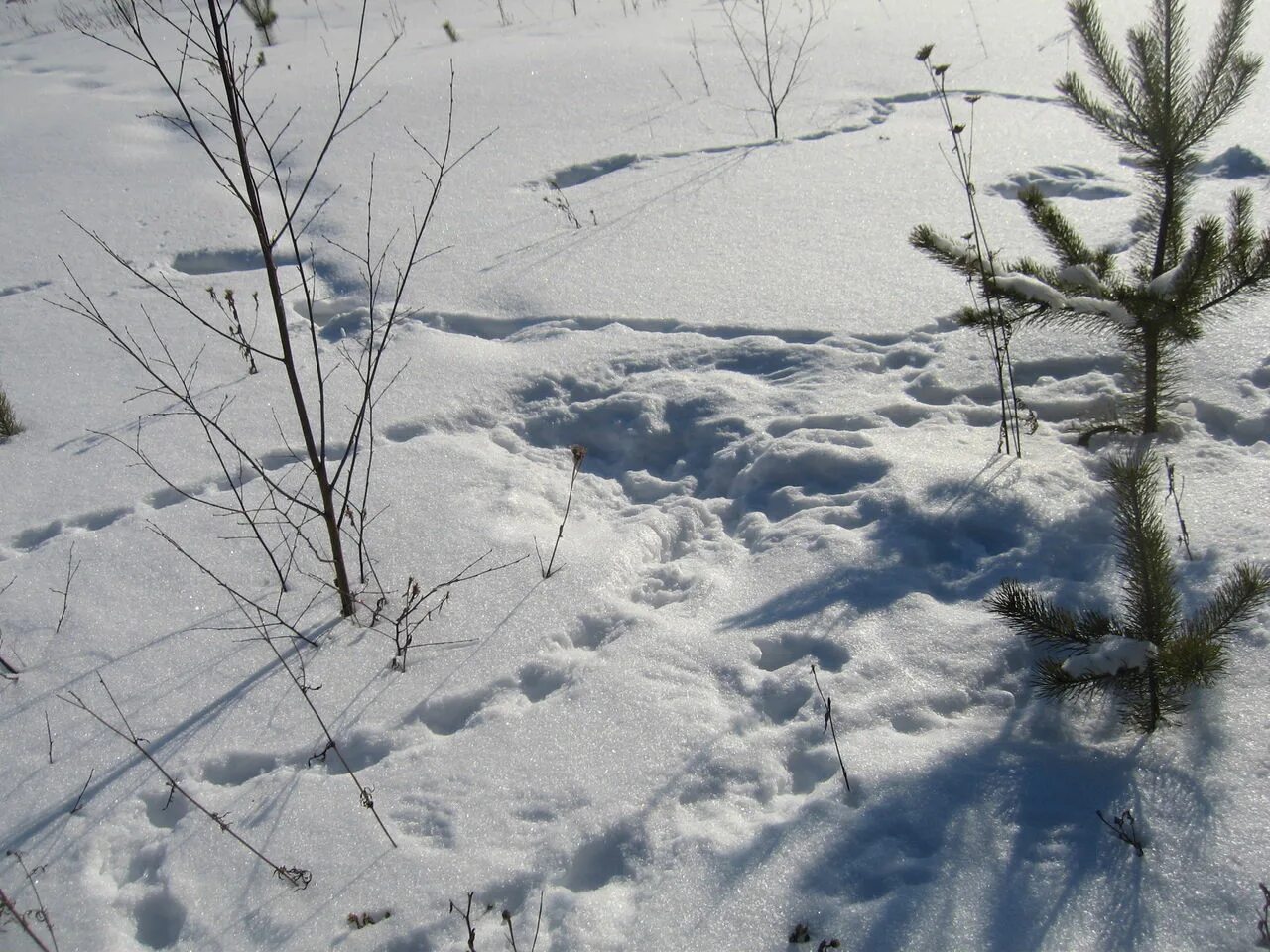 Зимний лес следы на снегу. Зимний лес со следами зверей. Следы зверей в лесу. След тигра. Следы в зимнем лесу.