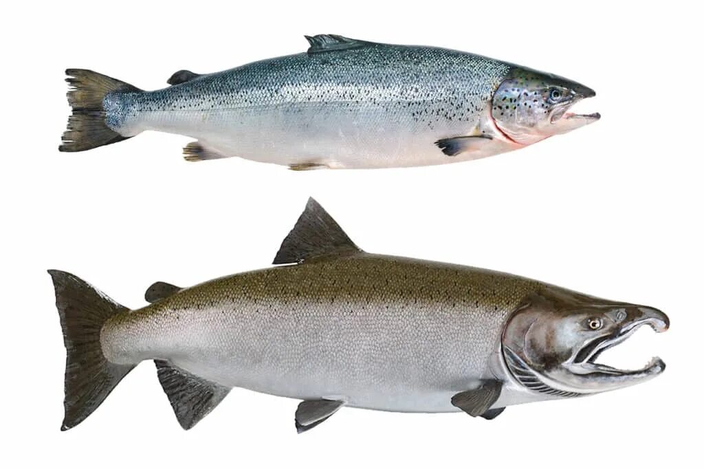 File:Salmo salar-Atlantic Salmon-Atlanterhavsparken Norway (cropped).JPG - Wikip