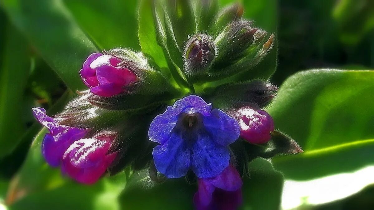 Медуница мягенькая. Медуница цветок. Pulmonaria mollis. Pulmonaria officinalis. Как выглядит цветок медуница