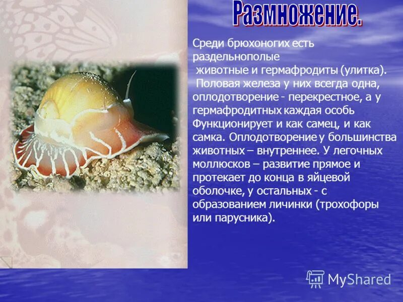 наиболее развиты моллюски. двустворчатые моллюски беззубка.