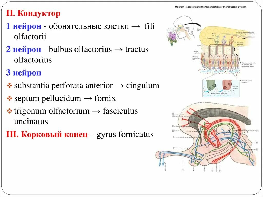 2 Нейрон обонятельного нерва. Обонятельный проводящий путь анатомия. Проводящий путь обонятельного нерва. Путь обонятельного анализатора схема.