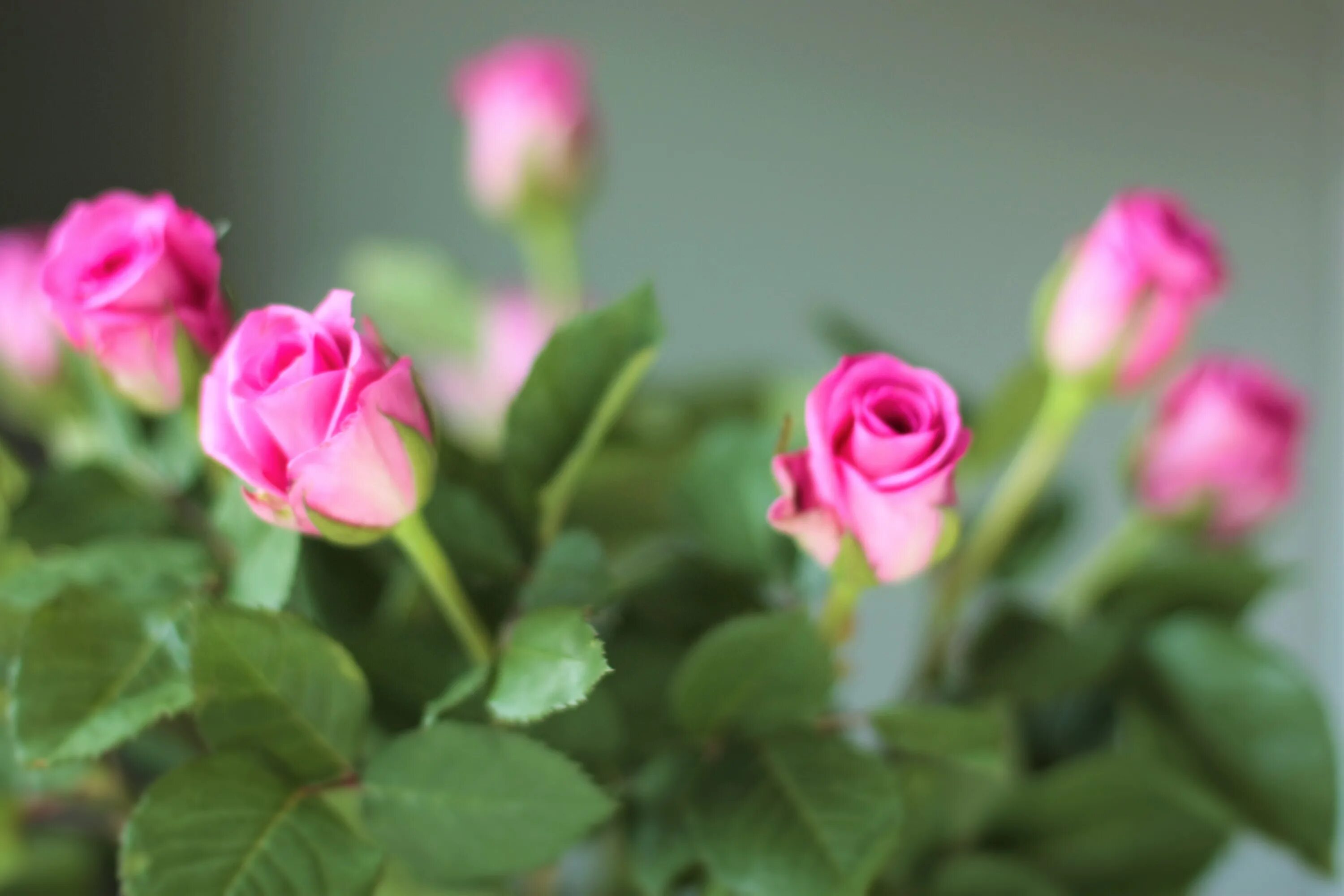 Маленькие розовые розы. Маленькие розовые розы. Маленькие розовые розы. Кустовые розы. Розы маленькие кустовые.