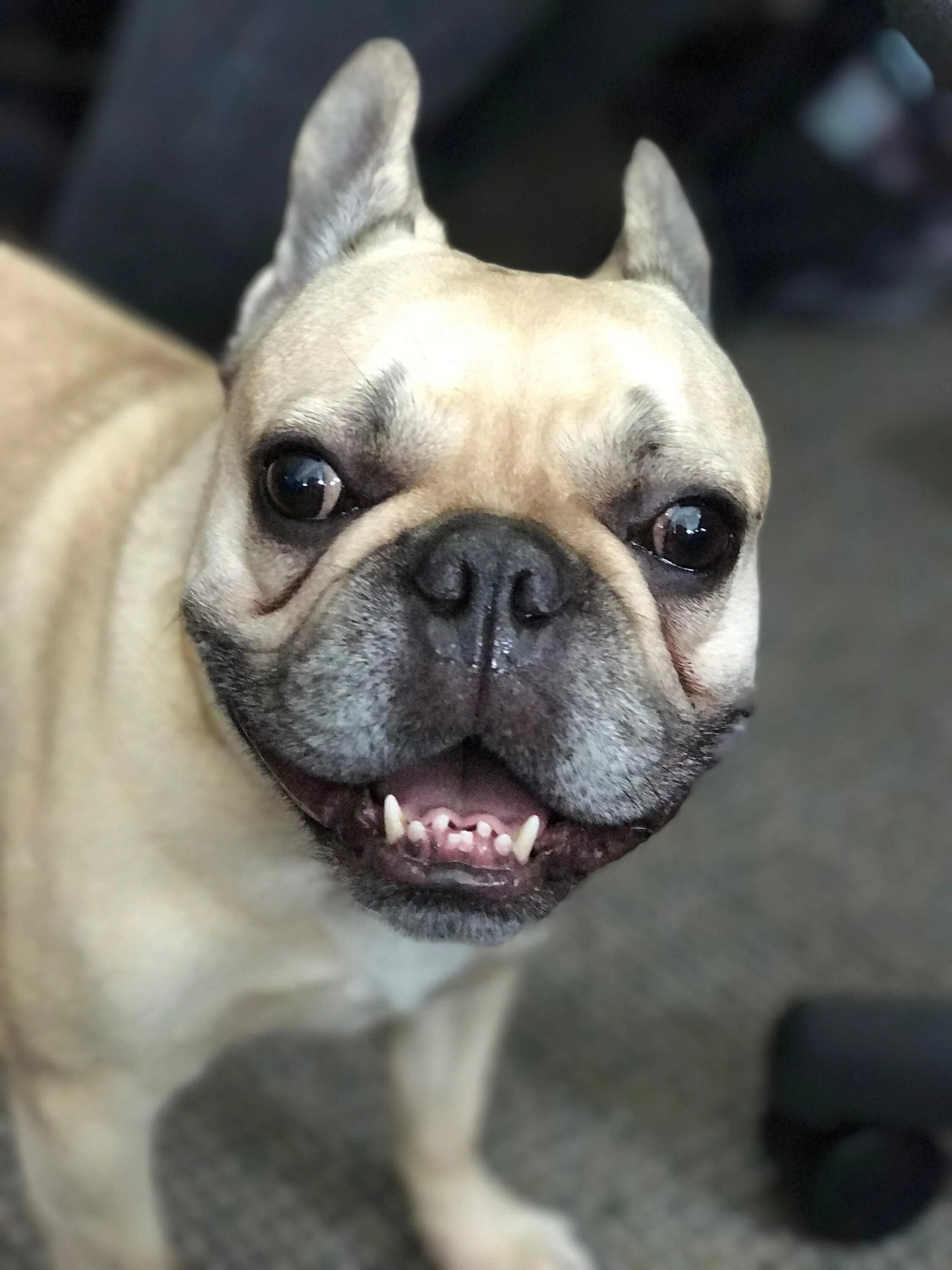 Зубы бульдога. Зубы у французского бульдога в два ряда. Бульдог валорант. Прикус у английского бульдога. Бульдог глэдстоун.