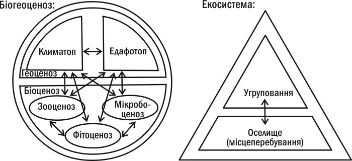 Биогеоценоз и экосистема различия. Различие понятий биогеоценоз и экосистема. Отличие биогеоценоза от экосистемы. Сравнение понятий экосистема и биогеоценоз. Сходство и различие биогеоценоза
