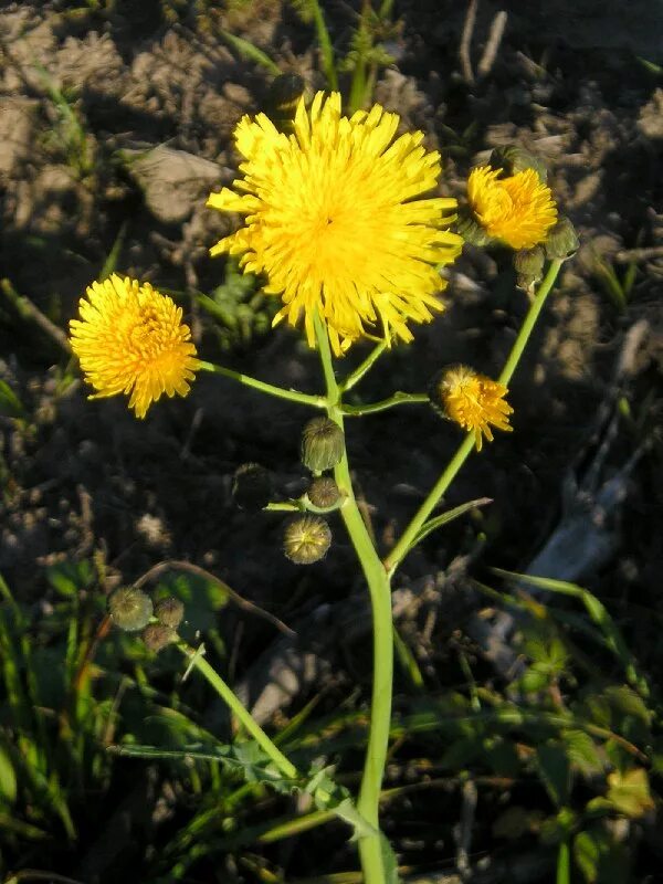 осот полевой лекарственное растение или нет. осот полевой, осот желтый. бодяк полевой характеристика. осот огородный (sonchus oleraceus). осот желтый луговой.