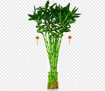 Счастливый корень