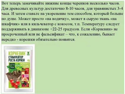 Можно ли замачивать семена в корневине