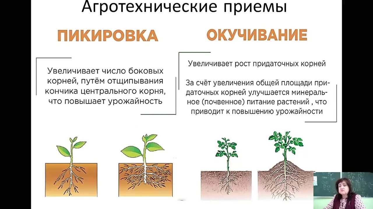 4 как усилить доступ воздуха к корням. Пикировка и окучивание. Пикировка окучивание пасынкование. Агроприем окучивание. Пикировка окучивание биология.