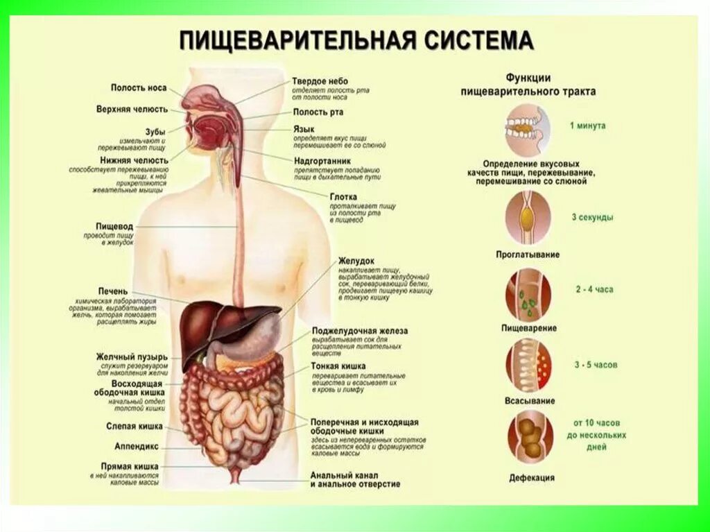 Система пищеварения. Пищеварительный тракт человека. Верхний отдел пищеварительного тракта. Схема пищеварительного тракта. Происхождение пищеварительной системы