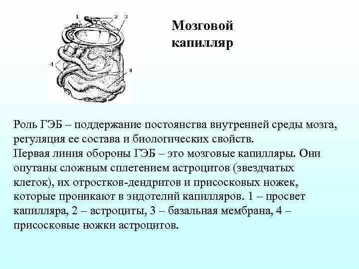 Среда мозгов