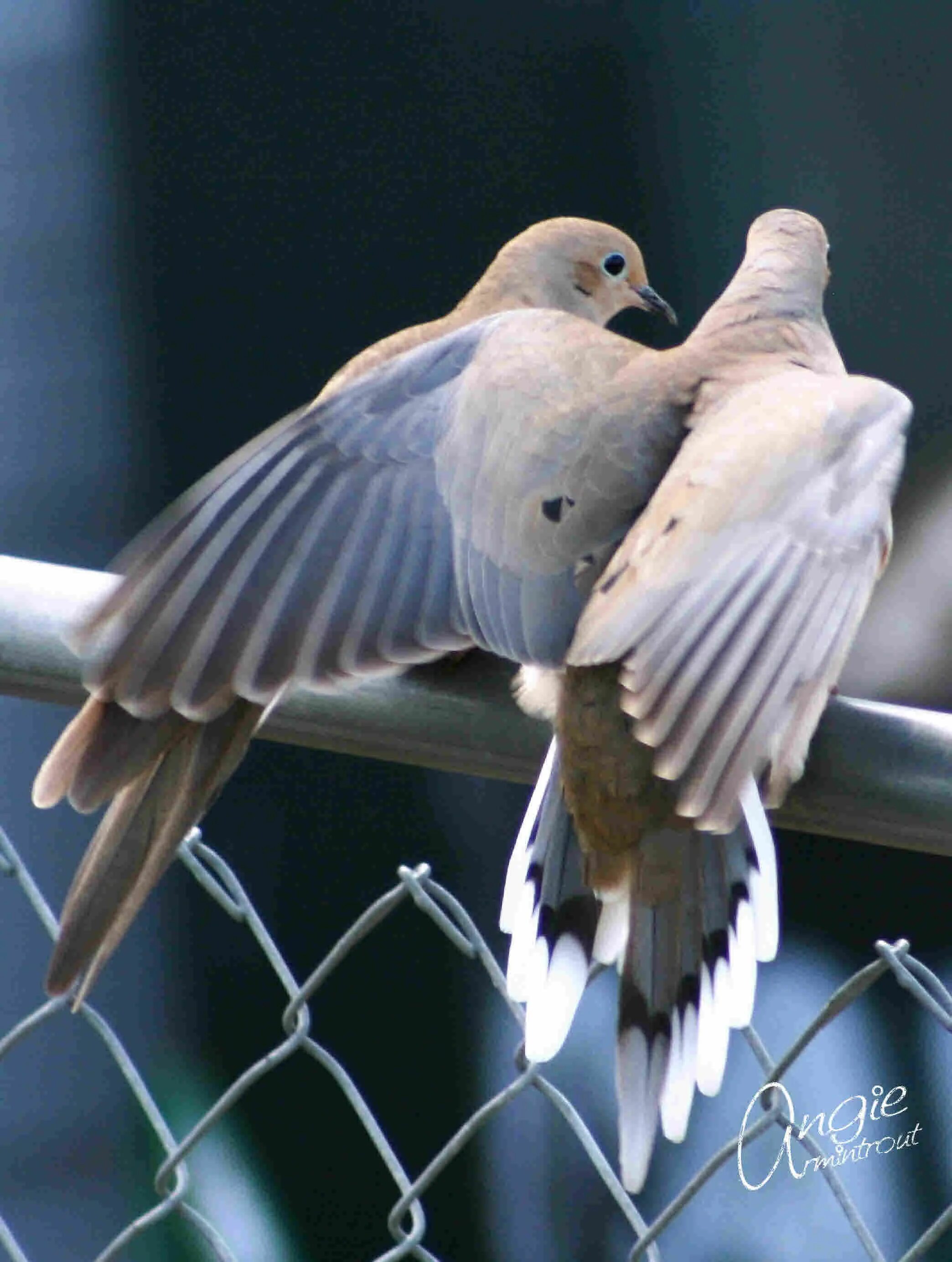 They like birds. Mourning dove. Читки птицы. Mourning dove Tashkent. Mourning dove Flying.