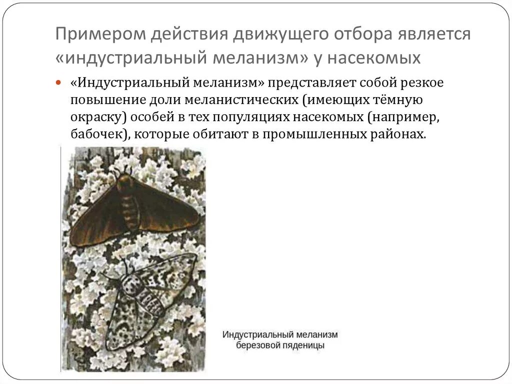 Борьба за существование. Естественный отбор. Законы изменчивости - презентация о