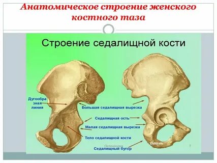 Большая лобковая кость