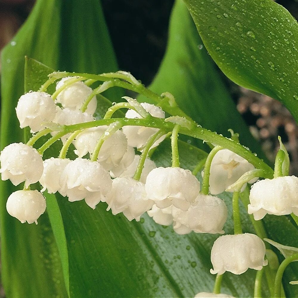 Картинки растений. Ландыш Майский. Ландыш Convallaria Majalis. Ландыш горный Convallaria Montana. Ландыш Майский (Convallaria Majalis l.).