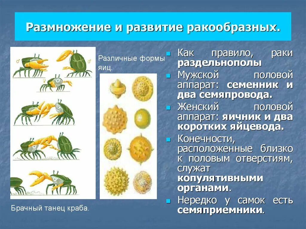 Размножение и развитие ракообразных. Жизненный цикл ракообразных. Стадии развития ракообразных. Развитие крабообразных.