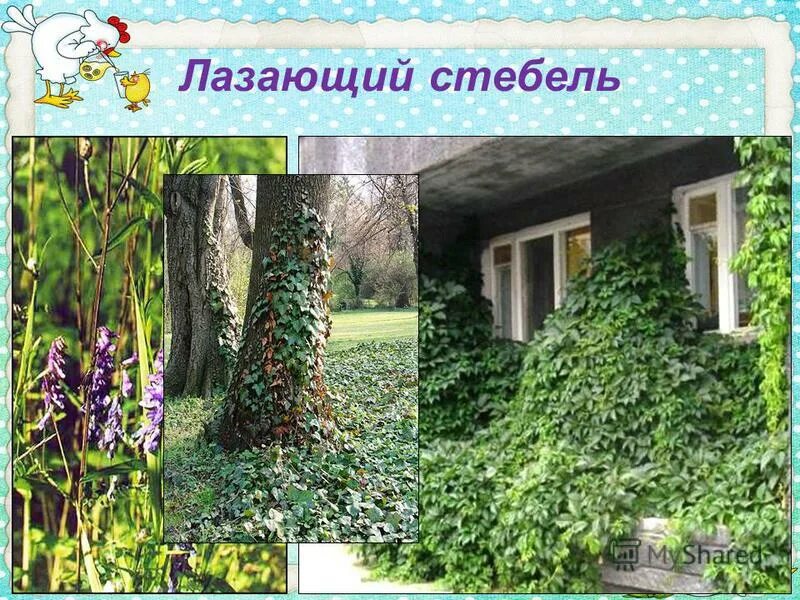 У какого растения лазающий стебель. Лазающий стебель. У какого растения лазающий стебель. У какого растения лазающий стебель. У какого растения лазающий стебель.