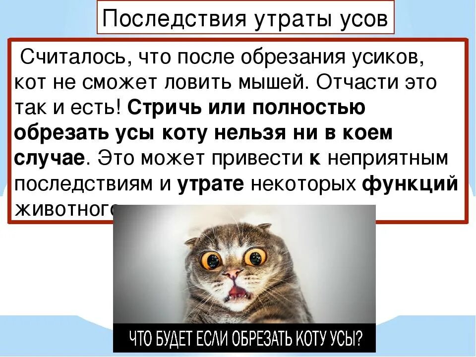 Что будет если отрезать коту усы. Зачем коту нужны усы. Зачем котам и кошкам усы. Обрезать коту усы.