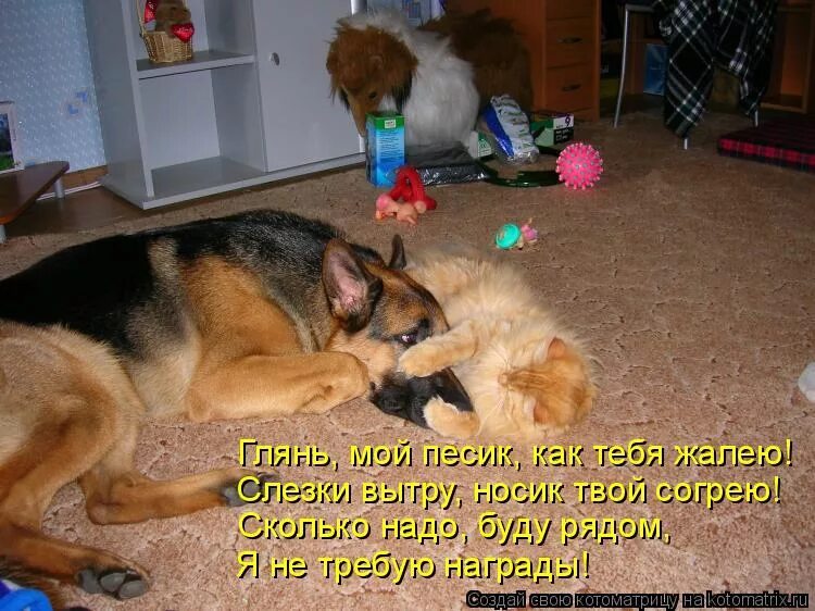 Давай жалей