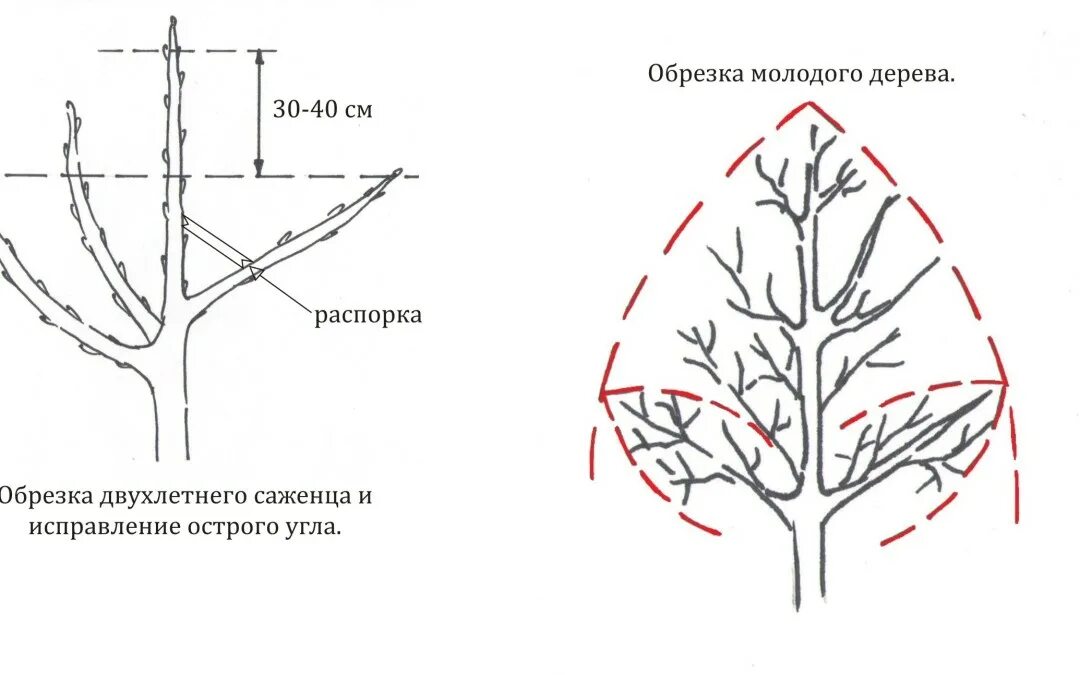 Способы обрезка деревьев. Схема обрезки яблони весной. схема обрезки плодовых деревьев весной. схема обрезки плодовых деревьев осенью. подрезка яблонь весной схема.