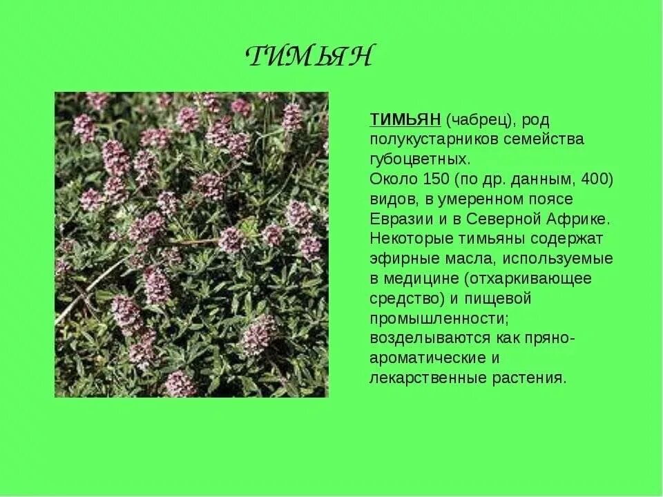 Растение чабрец как выглядит фото и описание