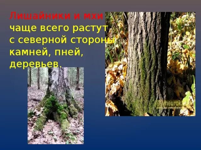 На какой стороне растет лишайник. Мхи и лишайники с Северной стороны. Лишайники с Северной стороны деревьев,. Мох растет на Южной стороне. С какой стороны растёт мох на деревьях.