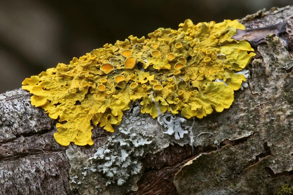 Ксантория. Xanthoria parietina лишайник. Ксантория золотистая. Ксантория лишайник накипной.