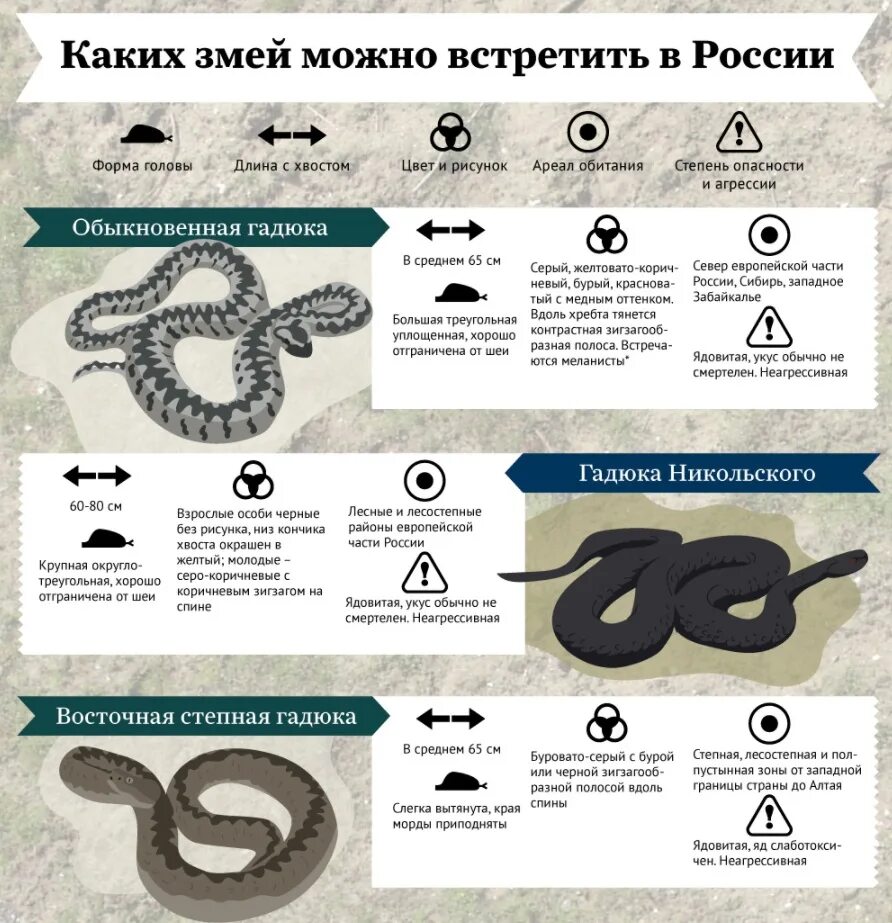 Змея можно переносить. Ядовитые гадюки в России. Разновидности змей в России. Неядовитые змеи России. Таблица ядовитых змей.