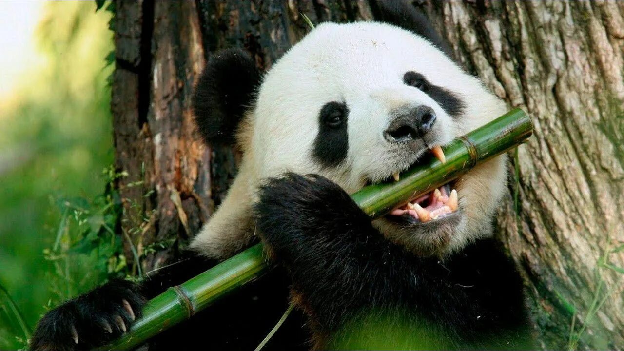 giant panda