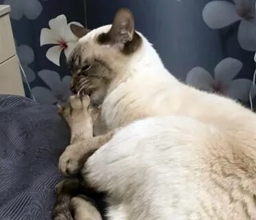 Почему кошки странные