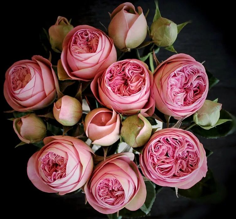 пионовидные розы саженцы