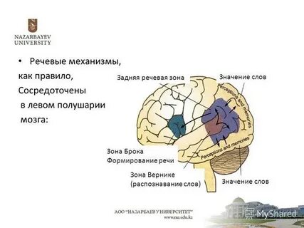 Каком полушарии находятся речевые центры