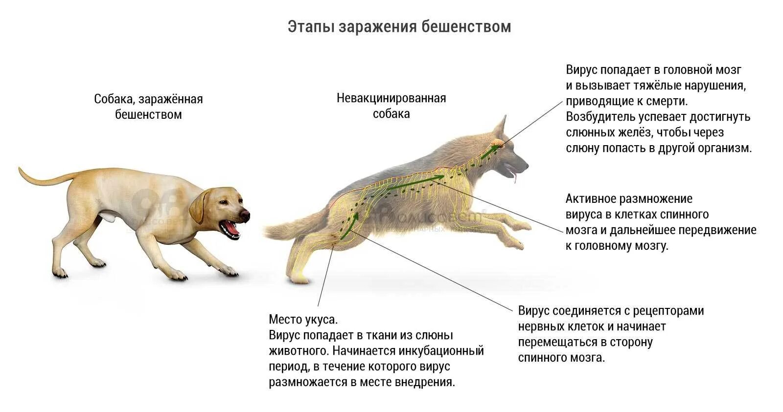 Откуда можно заразиться. Инкубационный период бешенства у собак. Схема заражения бешенством.