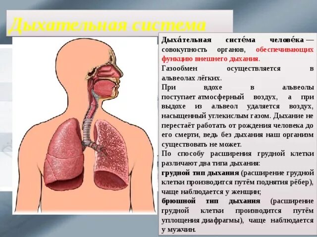 Органы дыхательной системы. Система органов дыхания человека. Дыхательная система презентация. Доклад на тему органы дыхательной системы. В легкие через нос