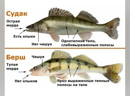 Судак какой вид рыбы