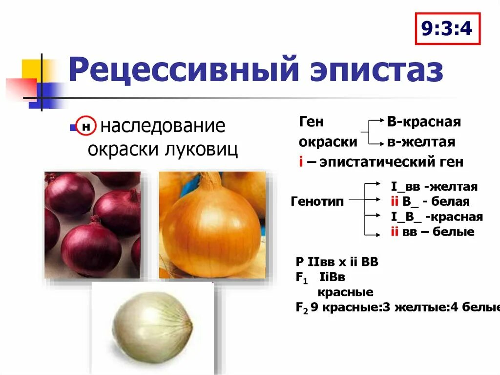 Пример рецессивного гена. Доминантный эпистаз окраска плодов тыквы. окраска тыквы и эпистаз. рецессивный эпистаз примеры задач. наследование окраски плодов тыквы доминантный эпистаз.