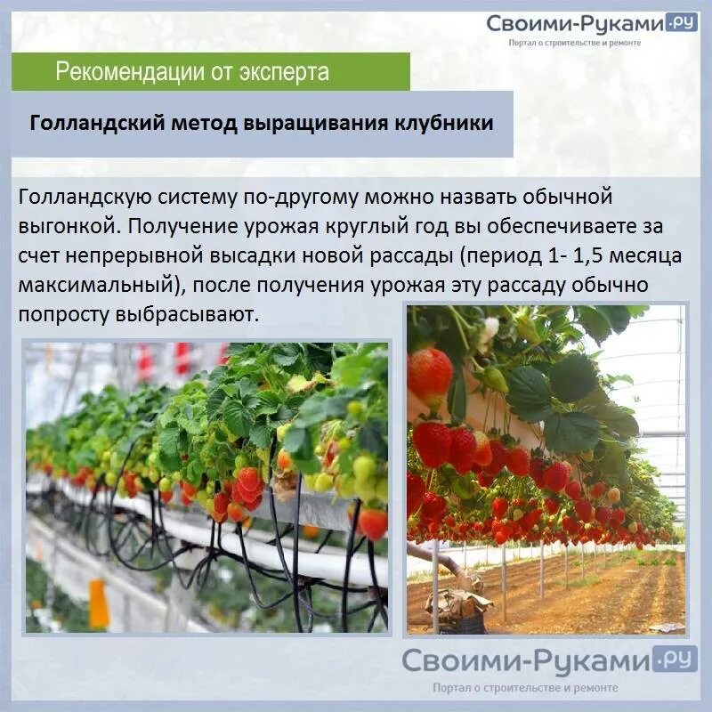 План выращивания клубники. Теплица для клубники круглый год. Технология выращивания клубники. Голландская технология выращивания клубники. Теплицы для клубники по голландской технологии.